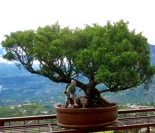 Jardin De Eventos Bonsai