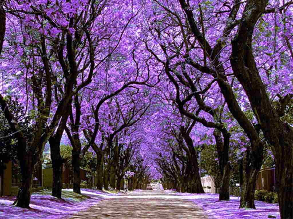 Jardín De Eventos Jacarandas