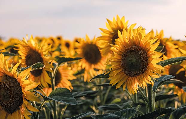 Los Girasoles Salón De Eventos