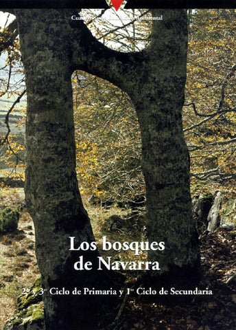 Reino Magico Bosques De Aragon