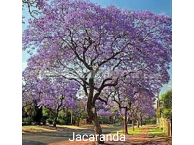 Salón Y Jardín De Eventos La Jacaranda